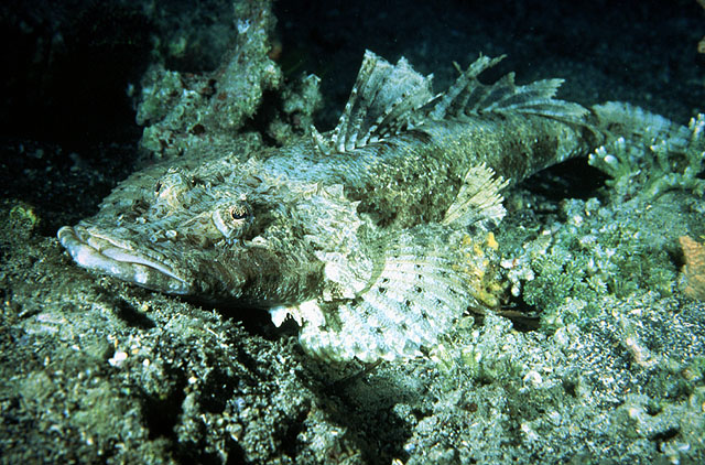 Cociella crocodila